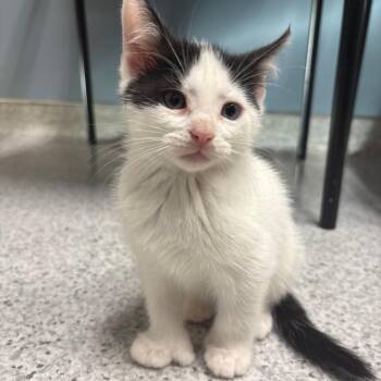 26-321 Nippet -  Domestic Short Hair Cat for Adoption in North Branford, Connecticut - 26-321 Nippet | PetCurious