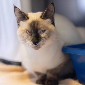 Artemis (bonded with Moon) -  Siamese Cat for Adoption - Artemis (bonded With Moon) | PetCurious