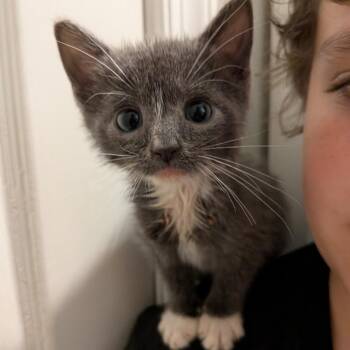 Mooshie -  Domestic Short Hair Cat for Adoption in Fairfax, Virginia - Mooshie | PetCurious