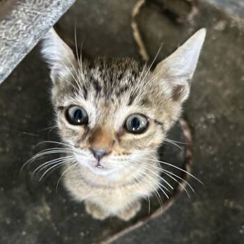 Tom -  Domestic Short Hair Cat for Adoption in Washington, Pennsylvania - Tom | PetCurious