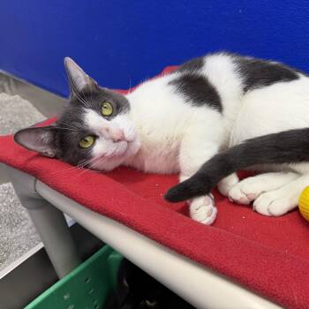 Sage -  Domestic Short Hair Cat for Adoption in Dunkirk, New York - Sage | PetCurious
