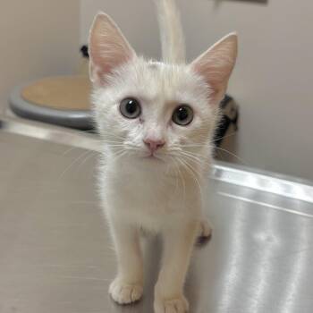 Roo -  Domestic Short Hair Cat for Adoption in Sonora, California - Roo | PetCurious