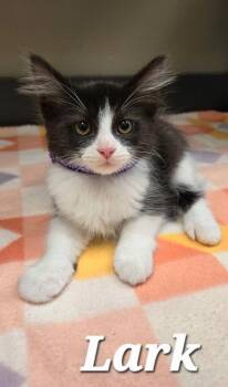 Lark -  Domestic Medium Hair Cat for Adoption in Sidney, Ohio - Lark | PetCurious