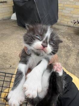 DOJA -  Domestic Short Hair Cat for Adoption in Houston, Texas - DOJA | PetCurious