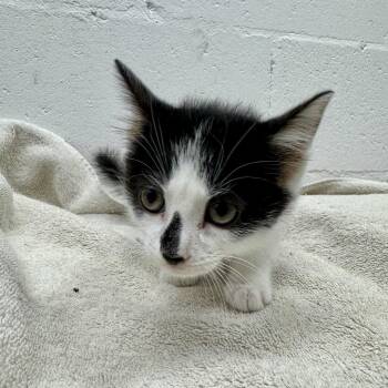 Robert Pattinson -  Domestic Short Hair Cat for Adoption in Brentwood, Missouri - Robert Pattinson | PetCurious
