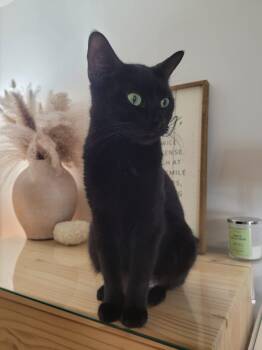 Rescue American Shorthair Cats for Adoption - Ethel | PetCurious