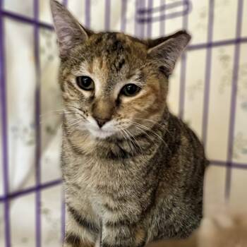 Rescue Domestic Short Hair Cats for Adoption in Springfield, Illinois - Buttercup | PetCurious