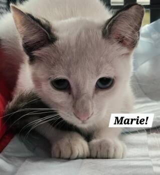 Marie -  Siamese and Domestic Short Hair Cat for Adoption in San Antonio, Texas - Marie | PetCurious