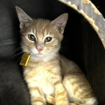 Isaac - Affectionate and Playful -  Tabby Cat for Adoption in Hoquiam, Washington - Isaac - Affectionate And Playful | PetCurious