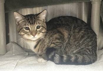Domestic Short Hair Cats Available for Adoption in Derwood, Maryland - BEN | PetCurious