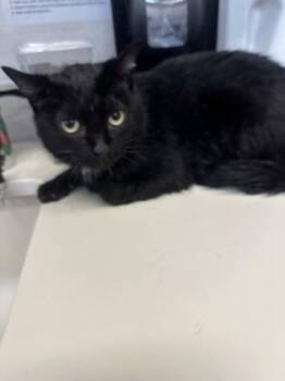 Nexus -  Domestic Short Hair Cat for Adoption in Wichita, Kansas - Nexus | PetCurious