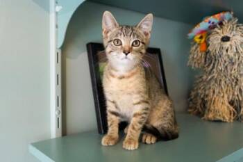 Domestic Short Hair Cats Available for Adoption in San Antonio, Texas - Diet Coke | PetCurious