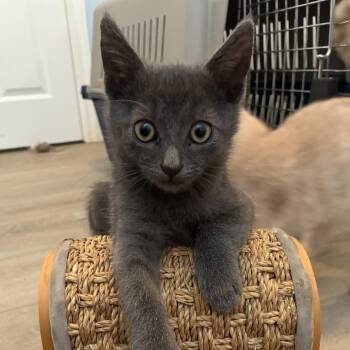 Scout - Costa Mesa Location ** Available Tuesday, 10/20 -  Domestic Long Hair Cat for Adoption in Chino Hills, California - Scout - Costa Mesa Location ** Available Tuesday, 10/20 | PetCurious