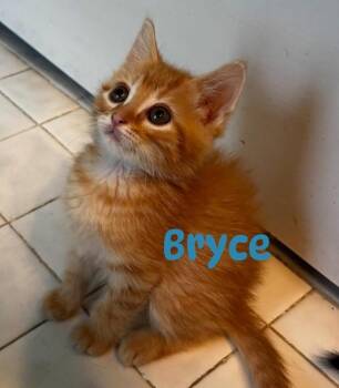 Domestic Short Hair Cats Available for Adoption in New Bern, North Carolina - BRYCE Kitten | PetCurious