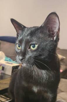 JJ -  Domestic Short Hair Cat for Adoption in Houston, Texas - JJ | PetCurious