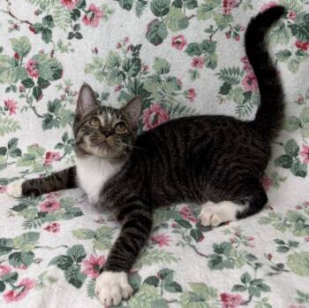 260775  Zephyr -  Domestic Short Hair Cat for Adoption in Wetumpka, Alabama - 260775  Zephyr | PetCurious