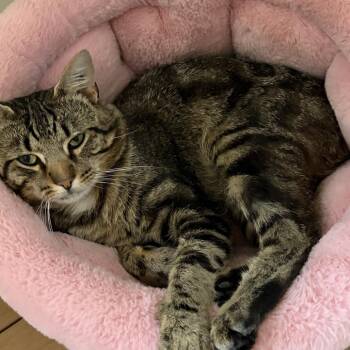 Josh -  Domestic Short Hair Cat for Adoption in Victoria, British Columbia - Josh | PetCurious