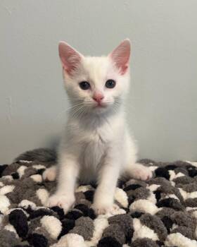 Buddy -  Domestic Short Hair Cat for Adoption in Harrison Township, New Jersey - Buddy | PetCurious