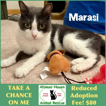 Rescue Domestic Short Hair Cats for Adoption in Winchendon, Massachusetts - Marasi | PetCurious