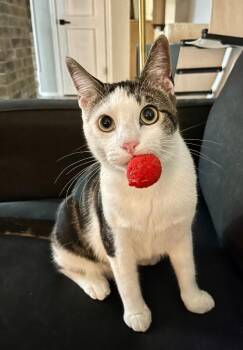 Tabby and Domestic Short Hair Cats Available for Adoption in Friendswood, Texas - Hotrod | PetCurious