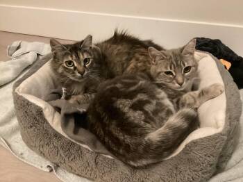Daphne & Daniella (BONDED PAIR) -  Domestic Long Hair Cat for Adoption in Wells, Maine - Daphne & Daniella (BONDED PAIR) | PetCurious
