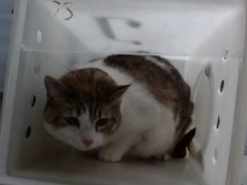 Domestic Short Hair Cats Available for Adoption in Albuquerque, New Mexico - ANGEL | PetCurious