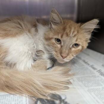 Romeo -  Domestic Long Hair Cat for Adoption in Springfield, Illinois - Romeo | PetCurious