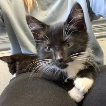 Domestic Short Hair Cats Available for Adoption in Potomac, Maryland - Dante And Delilah | PetCurious