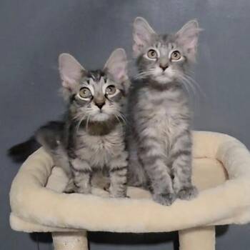 0826-61 Wolfie Getty -  Domestic Medium Hair Cat for Adoption in Abingdon, Maryland - 0826-61 Wolfie Getty | PetCurious