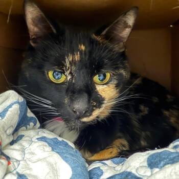Scotia -  Domestic Short Hair Cat for Adoption in Fairport, New York - Scotia | PetCurious