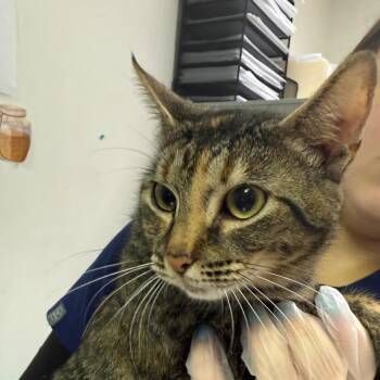 Domestic Medium Hair Cats Available for Adoption in Charleston, West Virginia - Apple | PetCurious