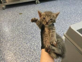 BINKY -  Domestic Short Hair Cat for Adoption in Thousand Palms, California - BINKY | PetCurious