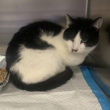 Domestic Short Hair Cats Available for Adoption in Greensboro, North Carolina - Bandit | PetCurious