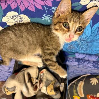 Domestic Short Hair Cats Available for Adoption - Freeway | PetCurious