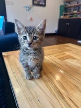 Rescue Domestic Medium Hair and Domestic Short Hair Cats for Adoption in Knoxville, Tennessee - Poptart | PetCurious
