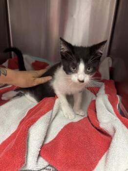 MARLO -  Domestic Short Hair Cat for Adoption in Jacksonville, Florida - MARLO | PetCurious