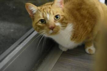 Simba -  Domestic Short Hair Cat for Adoption in Greenfield, Indiana - Simba | PetCurious