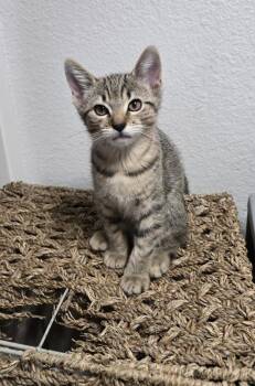 Rescue Domestic Short Hair and Tabby Cats for Adoption in Chandler, Arizona - Tiramisu Pastry | PetCurious