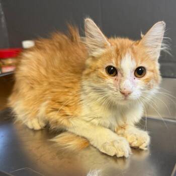 TUSC-Stray-85759 -  Domestic Medium Hair Cat for Adoption in Tuscaloosa, Alabama - TUSC-Stray-85759 | PetCurious