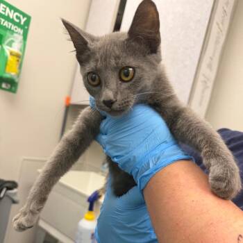 Mystery Man -  Domestic Short Hair Cat for Adoption in Columbiana, Alabama - Mystery Man | PetCurious