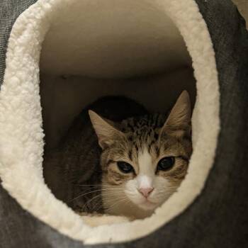 Domestic Short Hair Cats Available for Adoption in Austin, Texas - Nellie | PetCurious