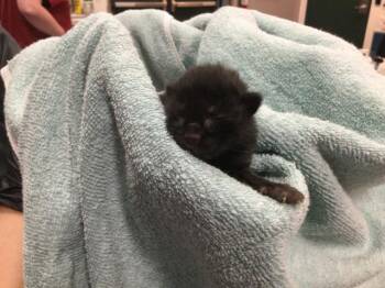 Domestic Long Hair Cats Available for Adoption in Thousand Palms, California - HOOKFANG | PetCurious