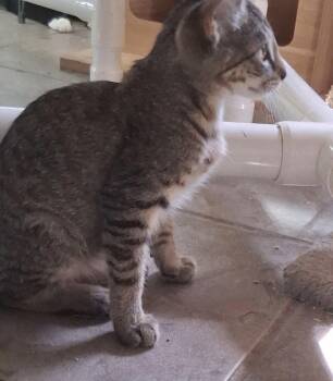 Mac -  Domestic Short Hair Cat for Adoption in Oviedo, Florida - Mac | PetCurious