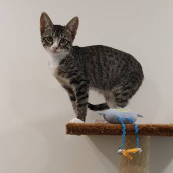 Chip -  Domestic Short Hair Cat for Adoption in Newport Beach, California - Chip | PetCurious