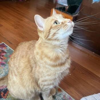 Domestic Short Hair Cats Available for Adoption - Carl | PetCurious