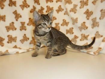 PERSEVERANCE -  Domestic Short Hair Cat for Adoption in San Jose, California - PERSEVERANCE | PetCurious