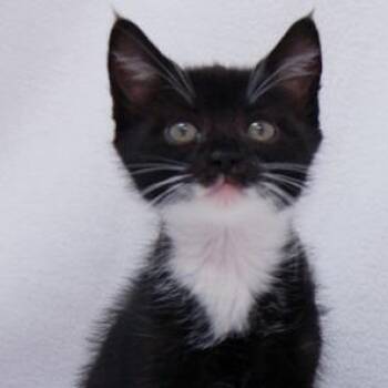 Kandy Kiss -  Domestic Short Hair Cat for Adoption in Calverton, New York - Kandy Kiss | PetCurious