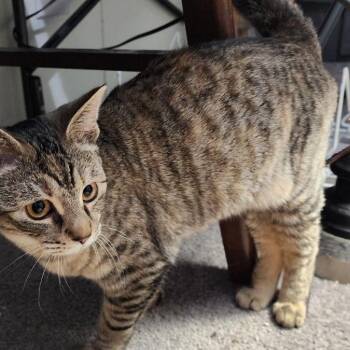 Domestic Short Hair Cats Available for Adoption - Lil Cleo | PetCurious
