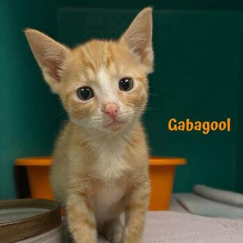 Gabagool -  American Shorthair Cat for Adoption in Oak Ridge, Tennessee - Gabagool | PetCurious