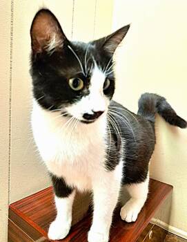 Domestic Short Hair Cats Available for Adoption in Fort Myers, Florida - Purry | PetCurious